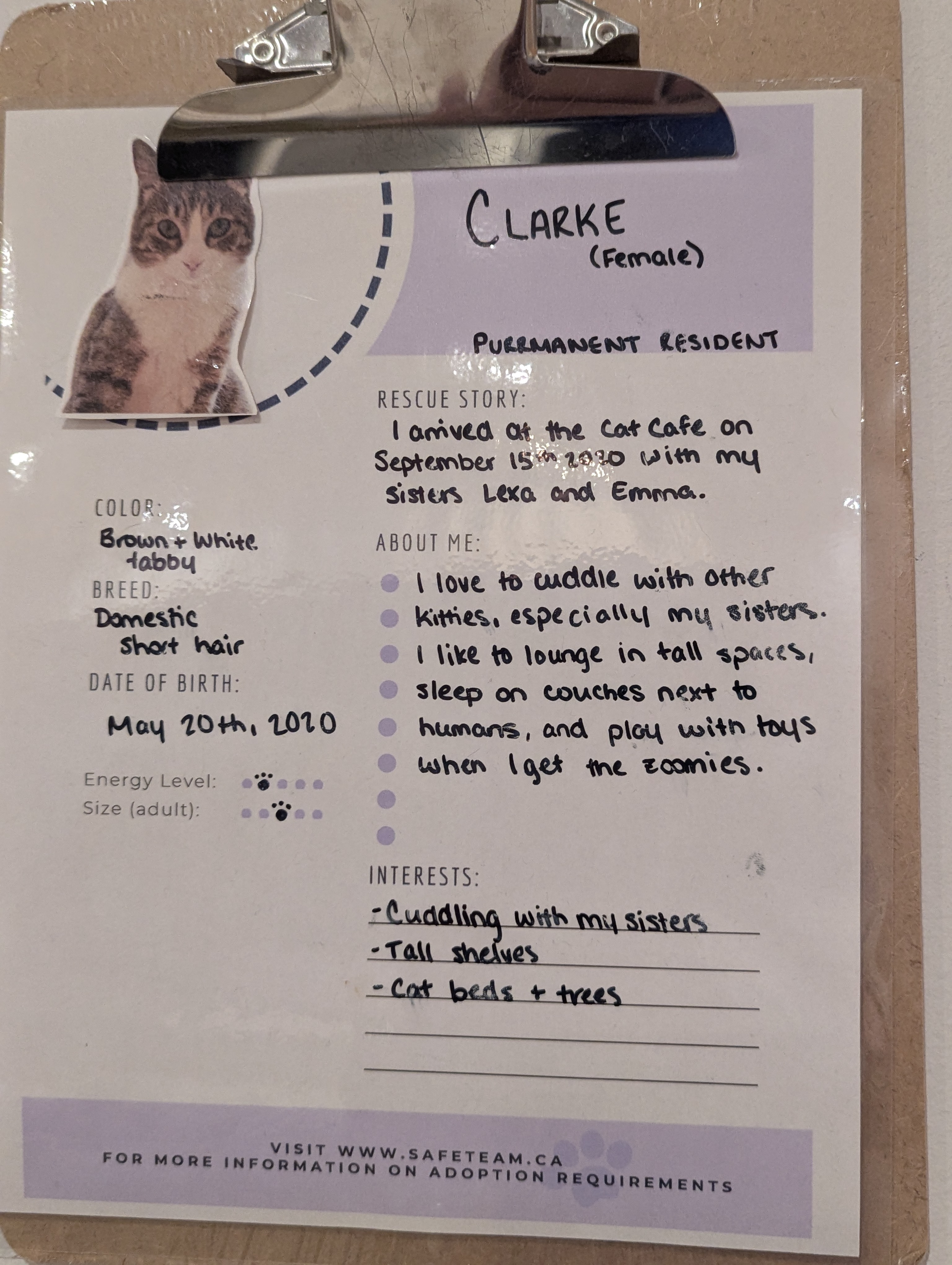 Birthday Trip to Canada, Cat Cafe, Edmonton
